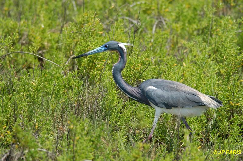 Egretta tricolor
